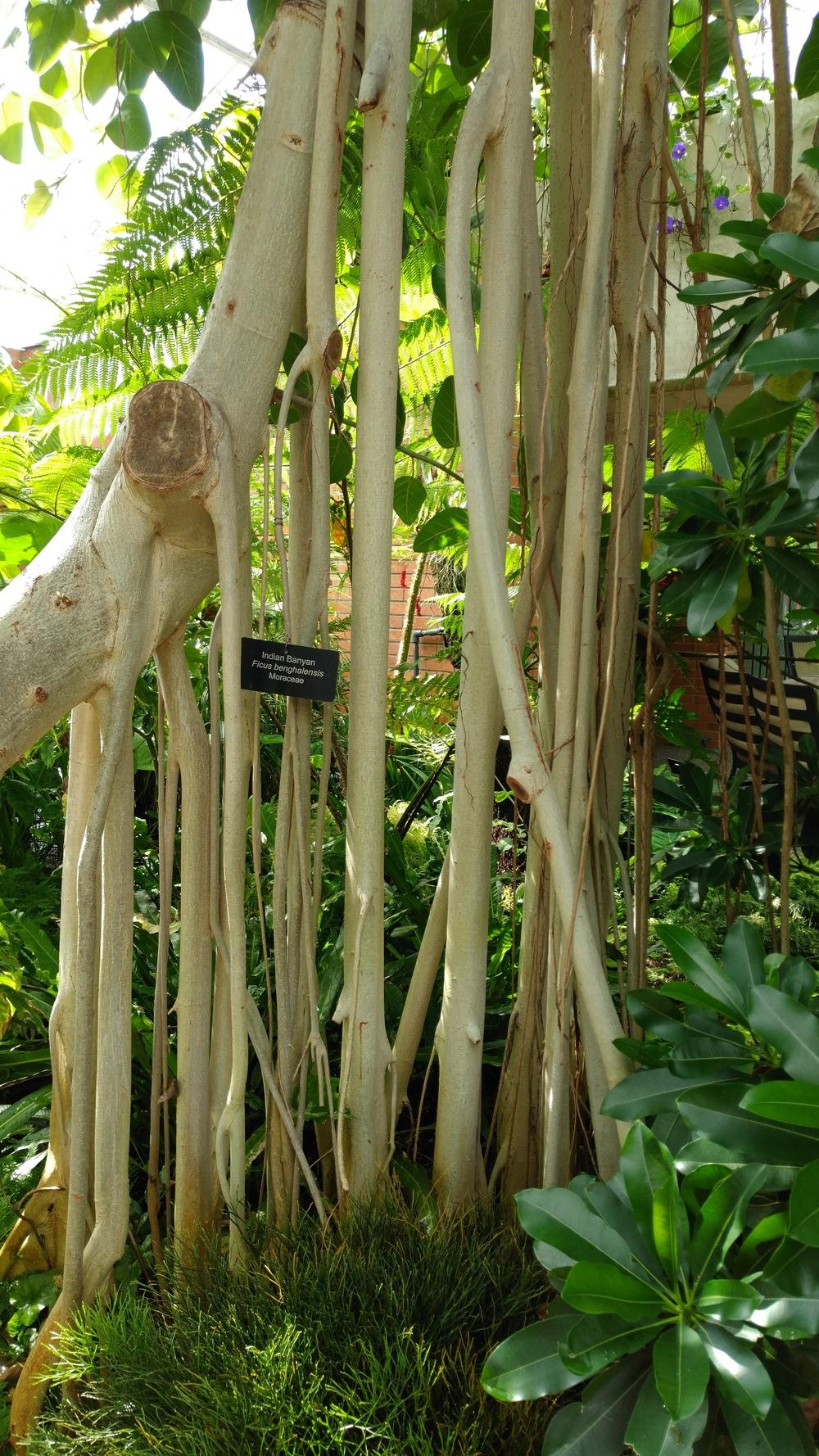 Photo of Banyan Tree (Ficus benghalensis) uploaded by DogsNDaylilies