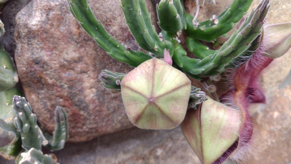 Photo of Starfish Cactus (Ceropegia grandiflora) uploaded by DogsNDaylilies