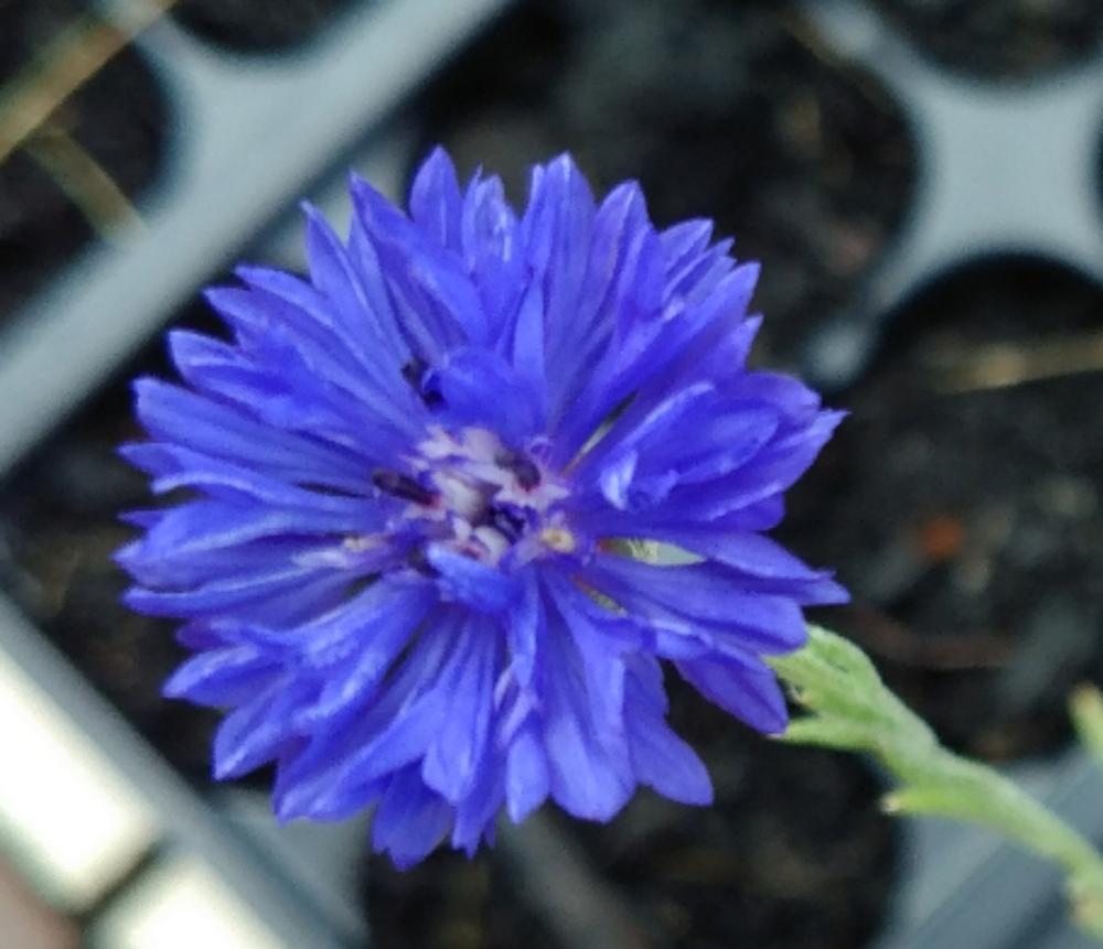 Photo of Bachelor's Buttons (Centaurea cyanus) uploaded by DogsNDaylilies