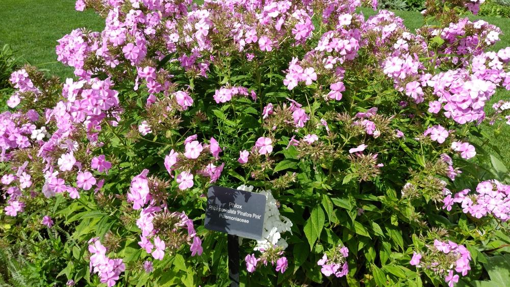 Photo of Garden Phlox (Phlox paniculata 'Pinafore Pink') uploaded by DogsNDaylilies