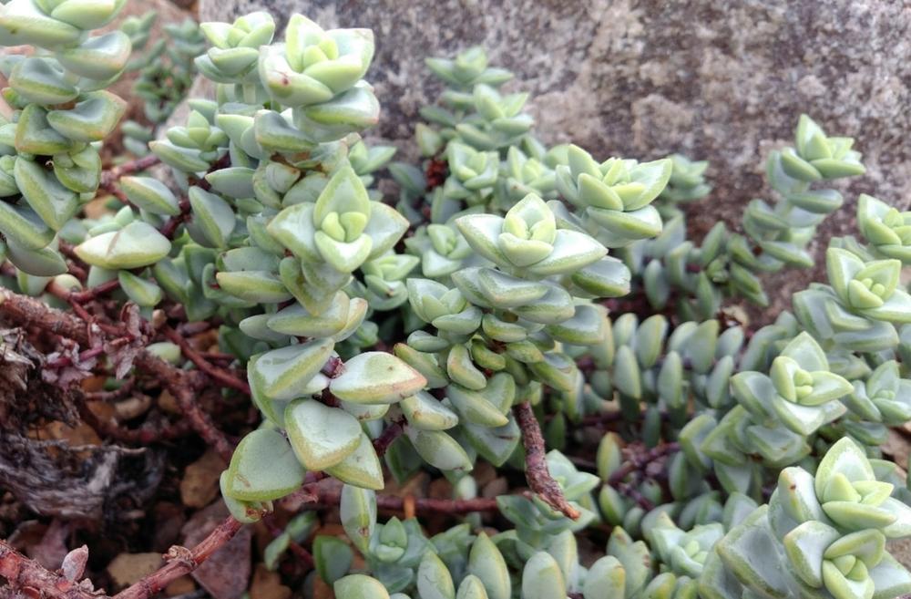 Photo of Buttons on a String (Crassula rupestris) uploaded by DogsNDaylilies