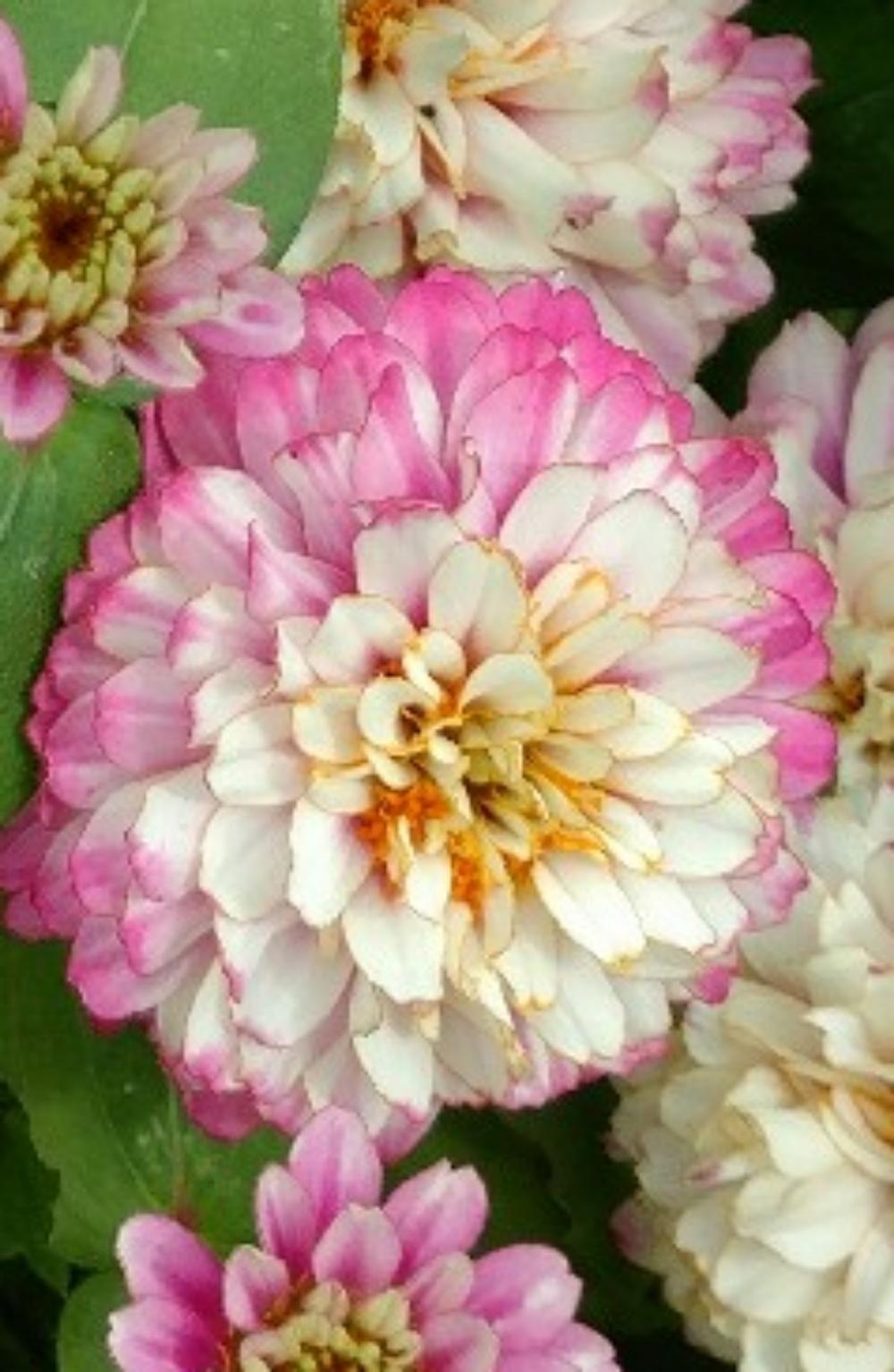Photo of Zinnia 'Dancing Girls' uploaded by DogsNDaylilies