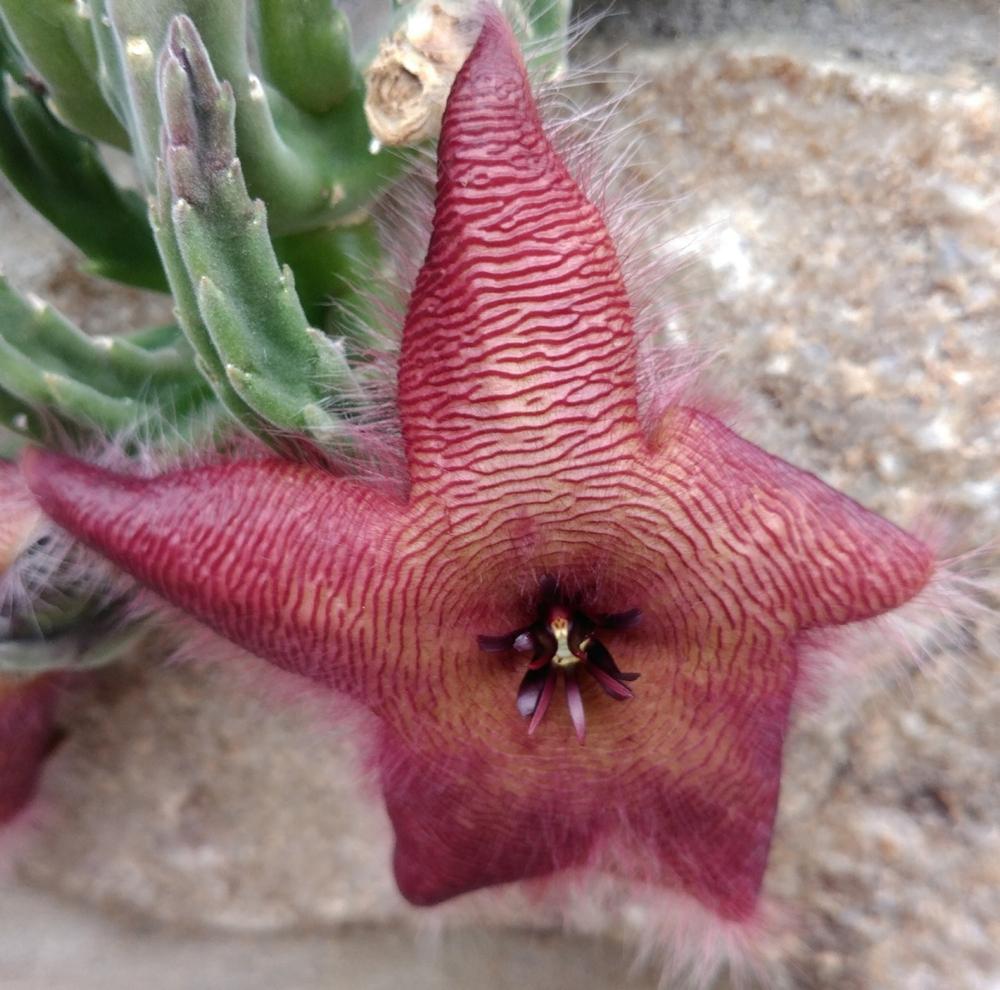 Photo of Starfish Cactus (Ceropegia grandiflora) uploaded by DogsNDaylilies