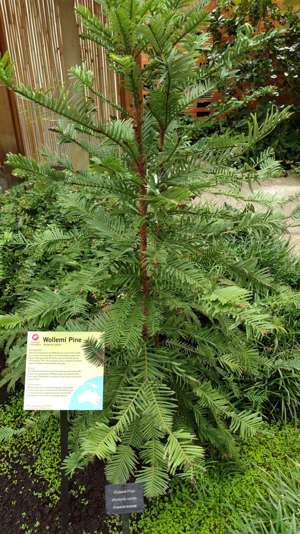 Photo of Wollemi Pine (Wollemia nobilis) uploaded by DogsNDaylilies