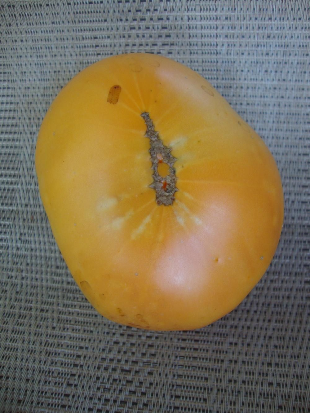 Photo of Tomato (Solanum lycopersicum 'Kellogg's Breakfast') uploaded by Paul2032