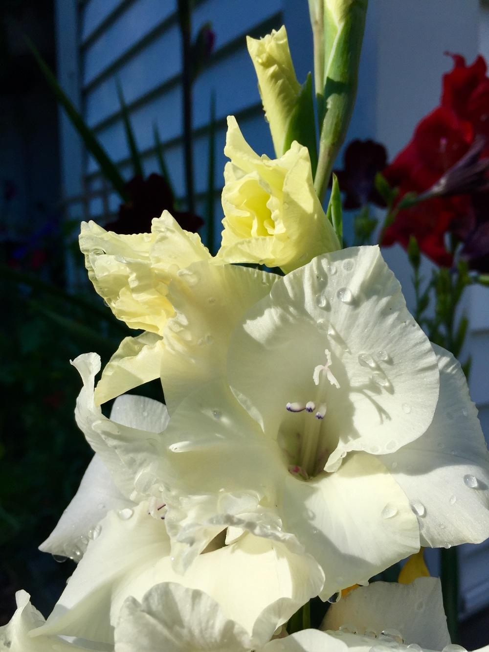 Photo of Gladiola (Gladiolus) uploaded by PoppyLady420