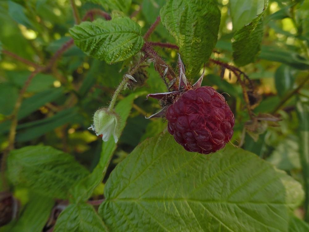 Photo of Raspberry (Rubus idaeus) uploaded by Prosedda