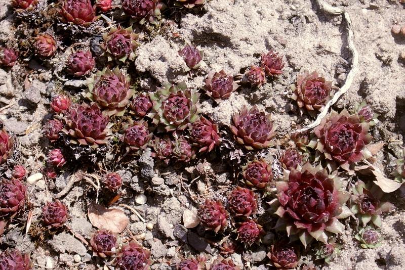 Photo of Hen and Chicks (Sempervivum 'Purple Passion') uploaded by RuuddeBlock