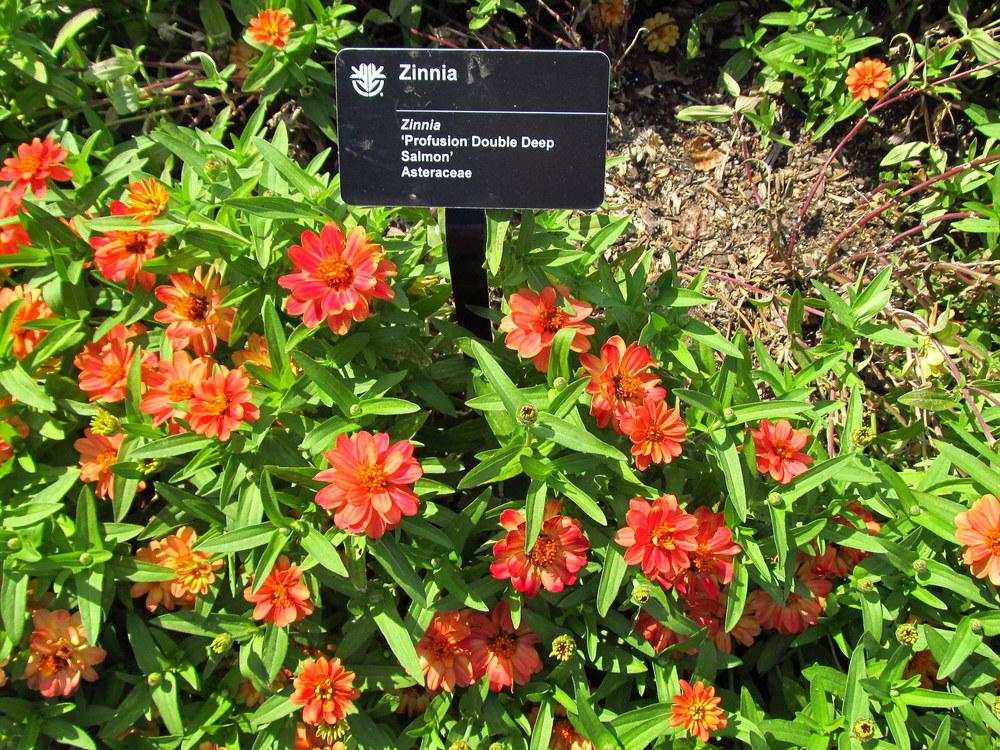 Photo of Zinnia 'Profusion Double Deep Salmon' uploaded by jmorth