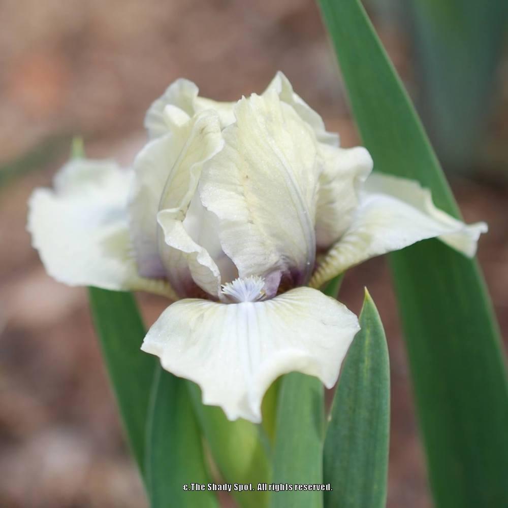 Photo of Standard Dwarf Bearded Iris (Iris 'Mrs. Nate Rudolph') uploaded by lovemyhouse