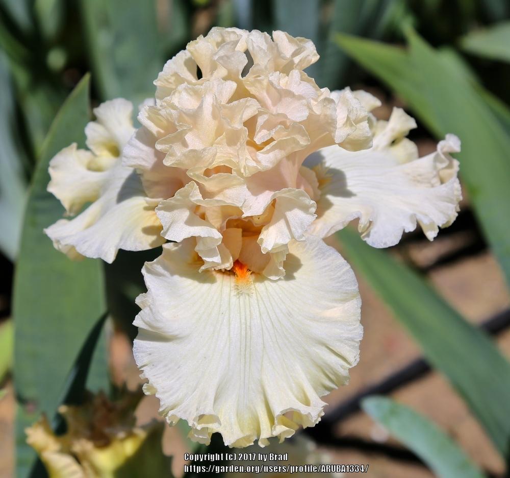 Photo of Tall Bearded Iris (Iris 'Double Wedding') uploaded by ARUBA1334