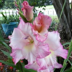 Location: My Caffeinated Garden, Grapevine, TX
Date: Summer 2017
Just a beautiful Gladiolus!