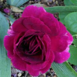 Location: My Caffeinated Garden, Grapevine, TX
Date: Summer 2017
Beautiful unique colored rose