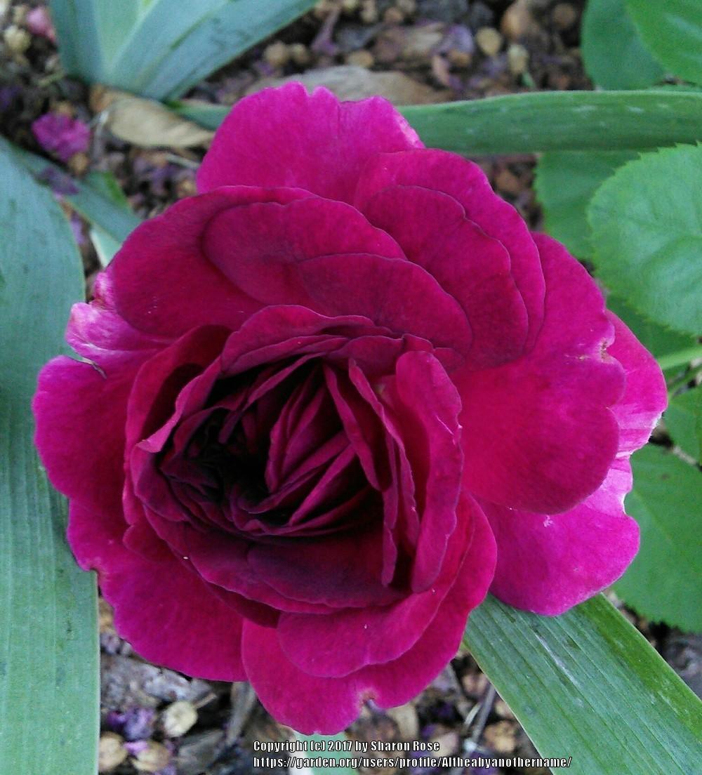 Photo of Rose (Rosa 'Twilight Zone') uploaded by Altheabyanothername