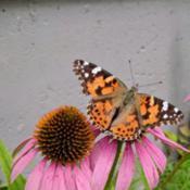 End of life in a dry season, but the painted lady is still enjoyi