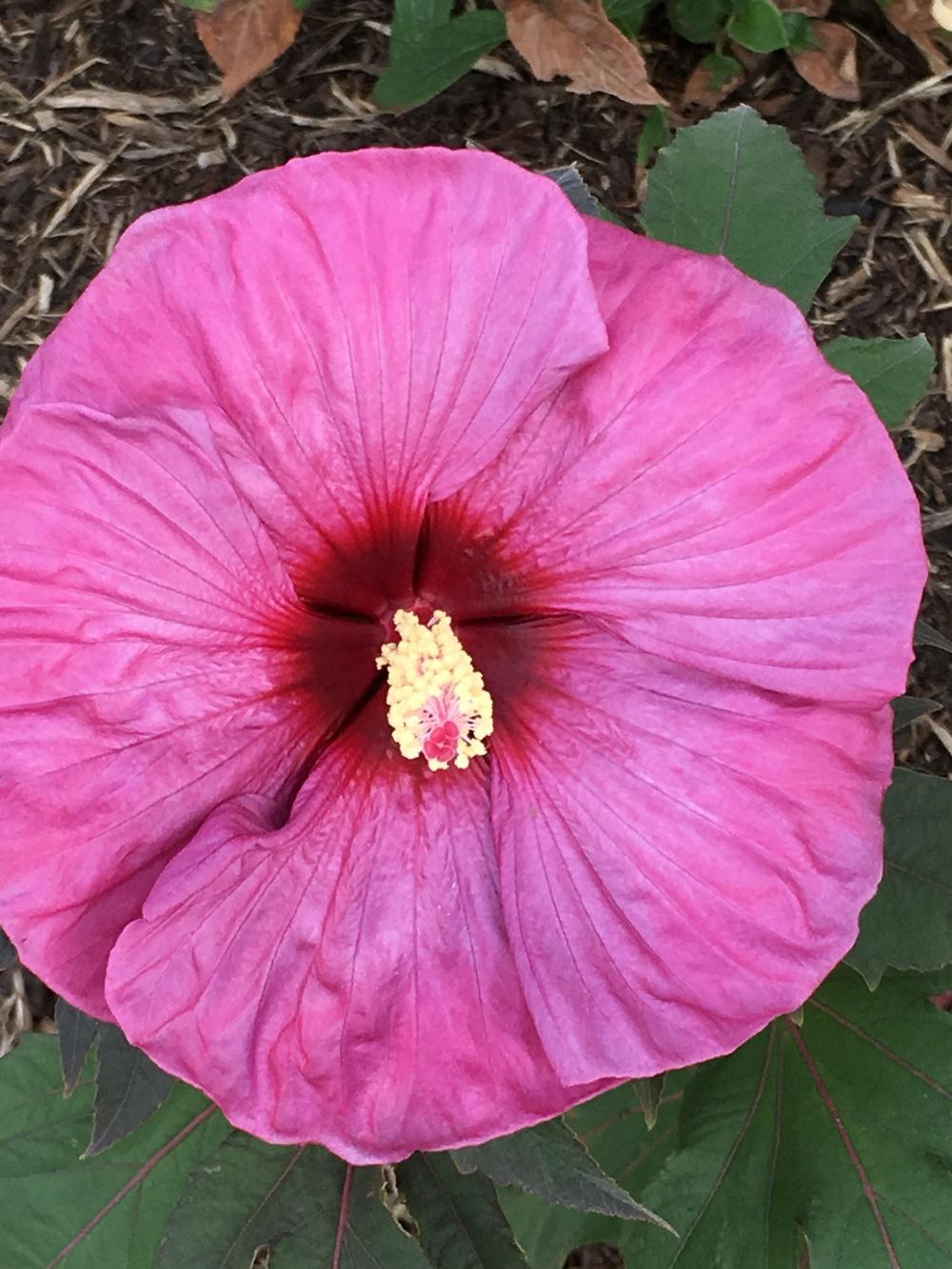 Photo of Hybrid Hardy Hibiscus (Hibiscus Summerific™ Berry Awesome) uploaded by Legalily