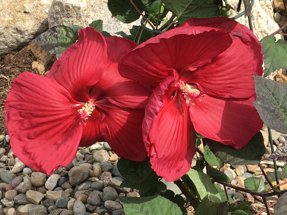 Photo of Hybrid Hardy Hibiscus (Hibiscus 'Purple Hearts') uploaded by Legalily