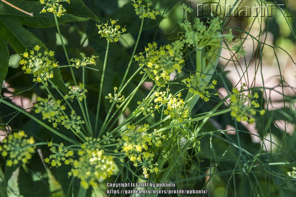 Photo of Fennel (Foeniculum vulgare) uploaded by pphanfx