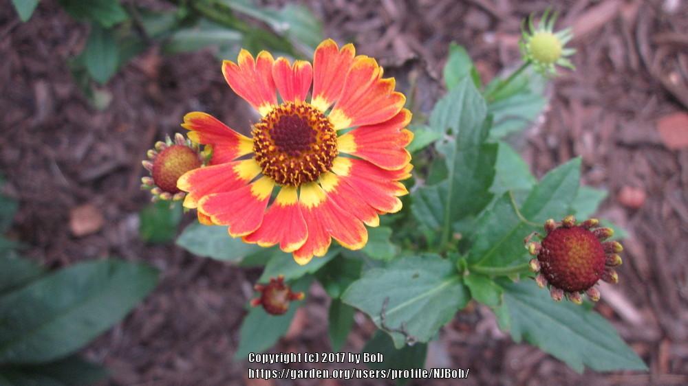 Photo of Sneezeweed (Helenium autumnale Mariachi™ Fuego) uploaded by NJBob