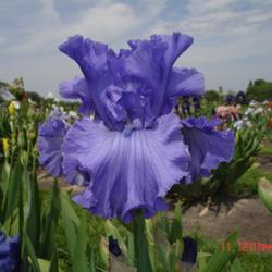 Location: Beaumont Ridge Iris Gardens
Date: May 10 -- 2011
Swing Dancing -- Messick '99