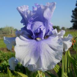 Location: Beaumont Ridge Iris Gardens
Date: May 16 -- 2015
A Beaumont Ridge Iris Introduction
