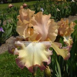 Location: Beaumont Ridge Iris Gardens
Date: May -- 2008
Nita Bonita -- Nearpass/CPIS  '03