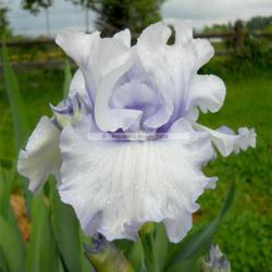 Location: Beaumont Ridge Iris Gardens
Date: May -- 2012
Born at Dawn -- Blyth '95