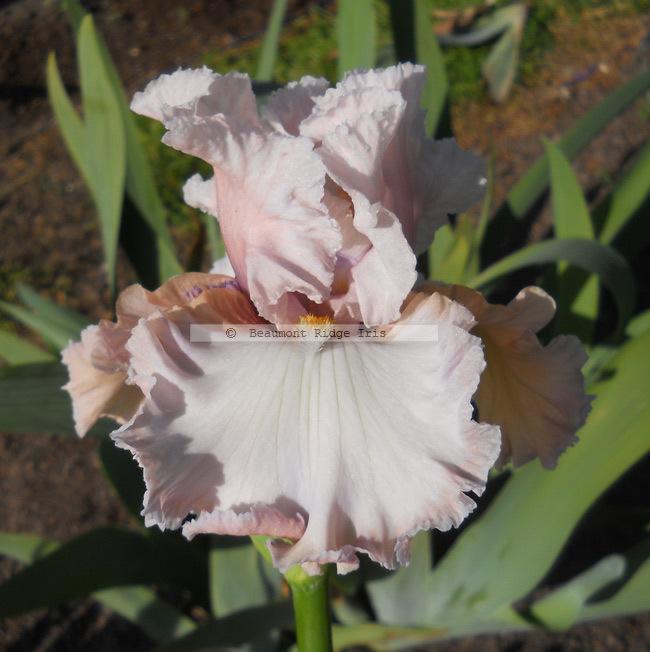 Photo of Tall Bearded Iris (Iris 'Mountain Laurel') uploaded by TBMan