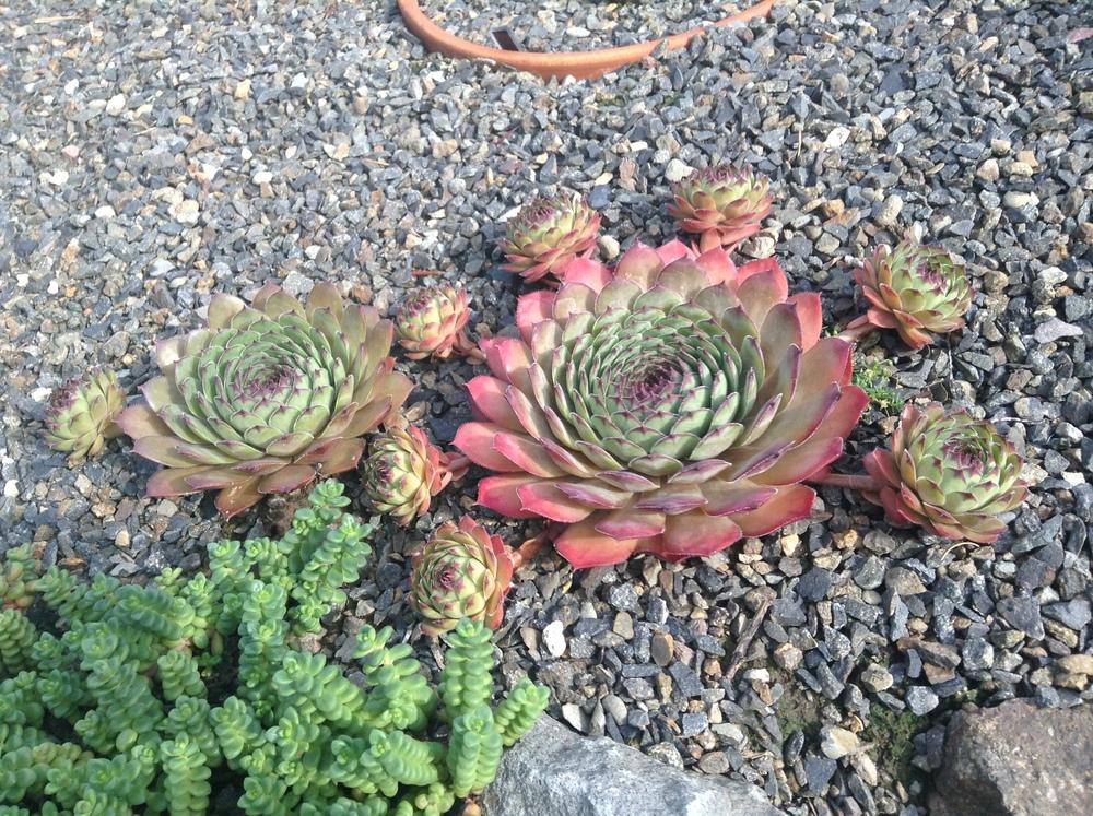 Photo of Hen and Chick (Sempervivum 'Lion King') uploaded by tcstoehr