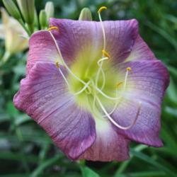 Location: My Garden, Ontario, Canada
Date: 2017-08-14
This cultivar has a huge blue eyezone and unusual stamens that ar