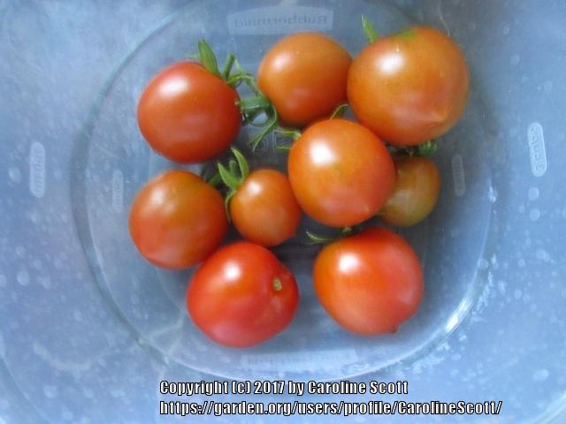 Photo of Tomato (Solanum lycopersicum 'Alaskan Fancy') uploaded by CarolineScott
