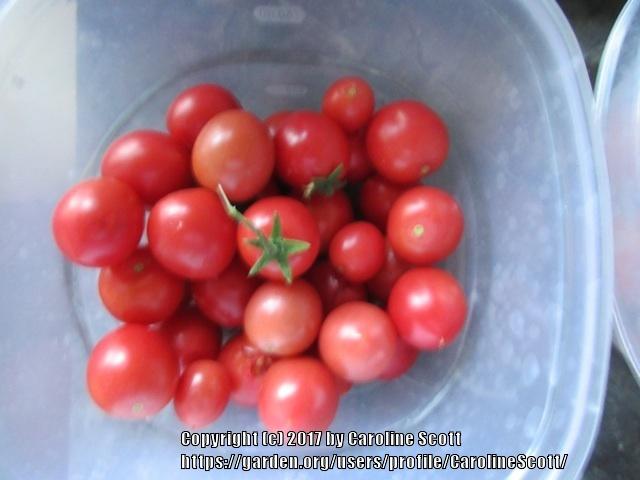 Photo of Tomato (Solanum lycopersicum 'Sweet Tumbler') uploaded by CarolineScott