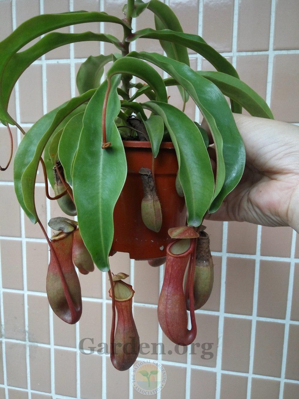 Photo of Pitcher Plant (Nepenthes) uploaded by Leafy
