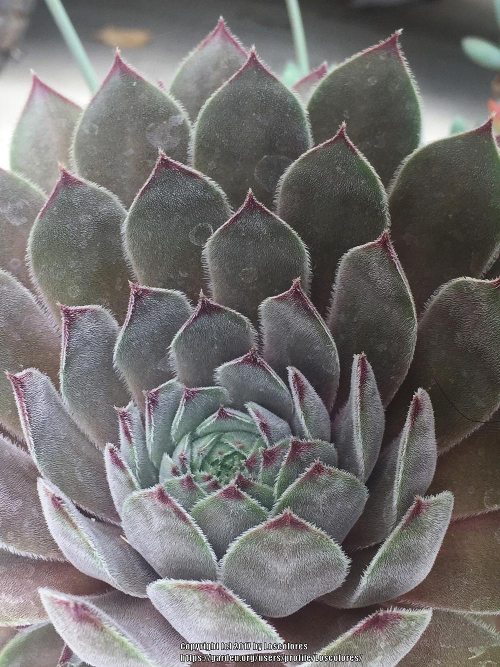 Photo of Hen and Chicks (Sempervivum 'Belladonna') uploaded by Loscolores