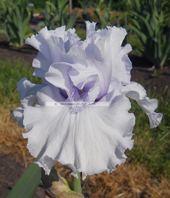 Photo of Tall Bearded Iris (Iris 'After the Rain') uploaded by TBMan