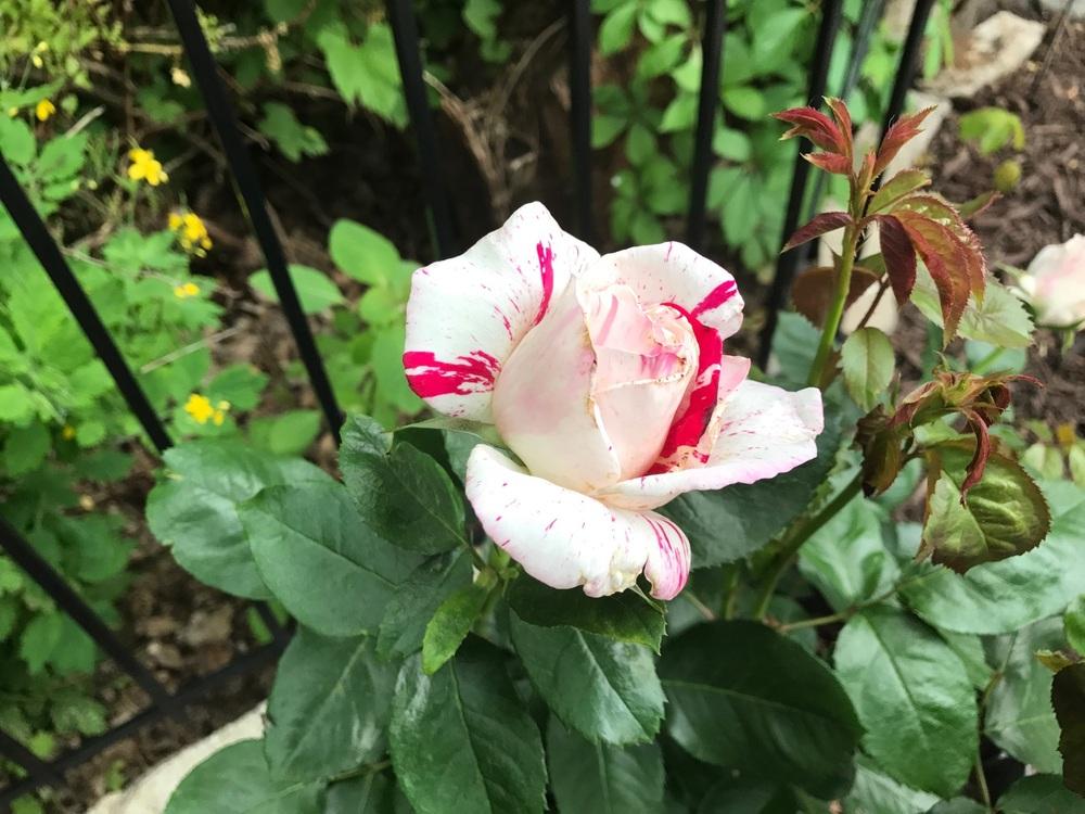 Photo of Rose (Rosa 'Neil Diamond') uploaded by Eric_C