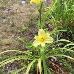 Location: Southern Maine
Date: 2017-08-15
Small, but larger than stated bloom