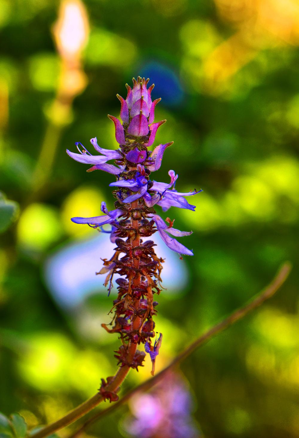 Photo of Scaredy Cat Plant (Plectranthus caninus) uploaded by dawiz1753