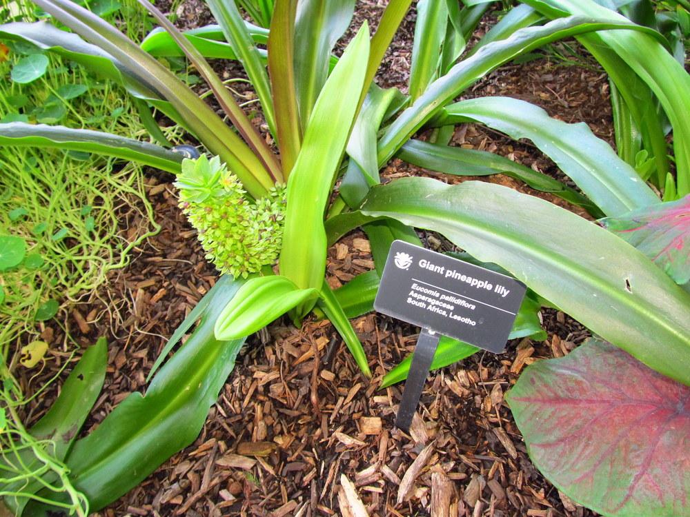 Photo of Giant Pineapple Lily (Eucomis pallidiflora) uploaded by jmorth