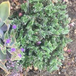 Location: Hamilton Square Garden, Historic City Cemetery, Sacramento CA.
Date: 2017-08-15
Doing very well in heavily mulched soil in full sun for much of t