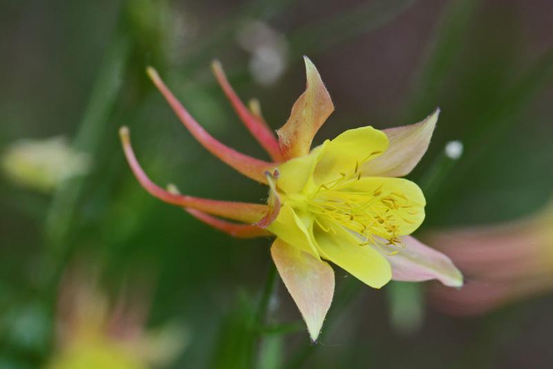 Photo of Golden Columbine (Aquilegia chrysantha) uploaded by RuuddeBlock