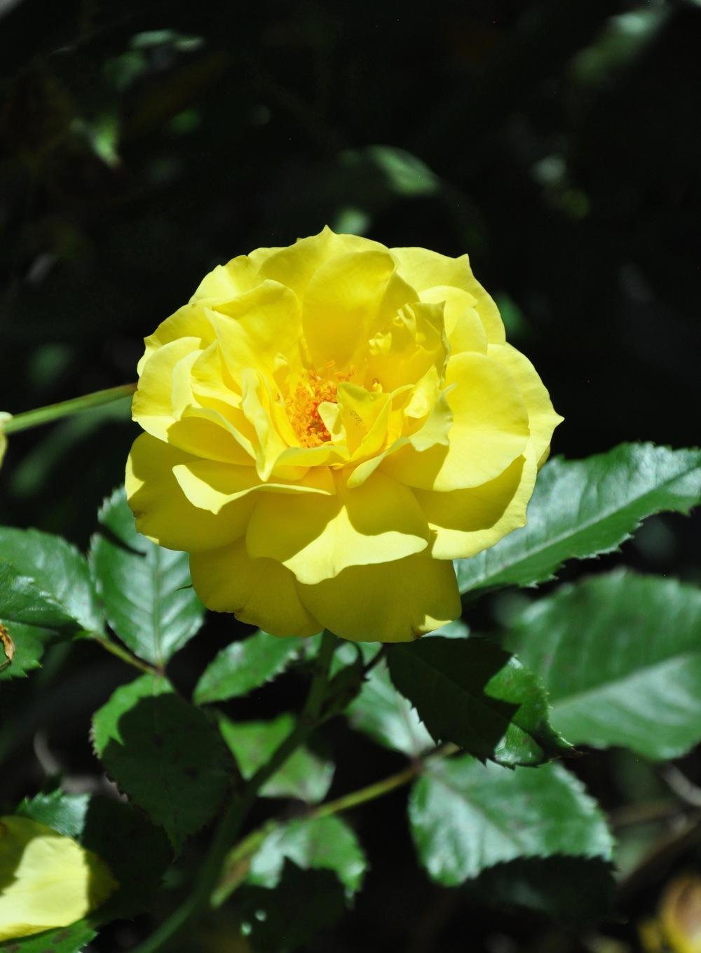 Photo of Rose (Rosa 'Sunsprite') uploaded by Steve812