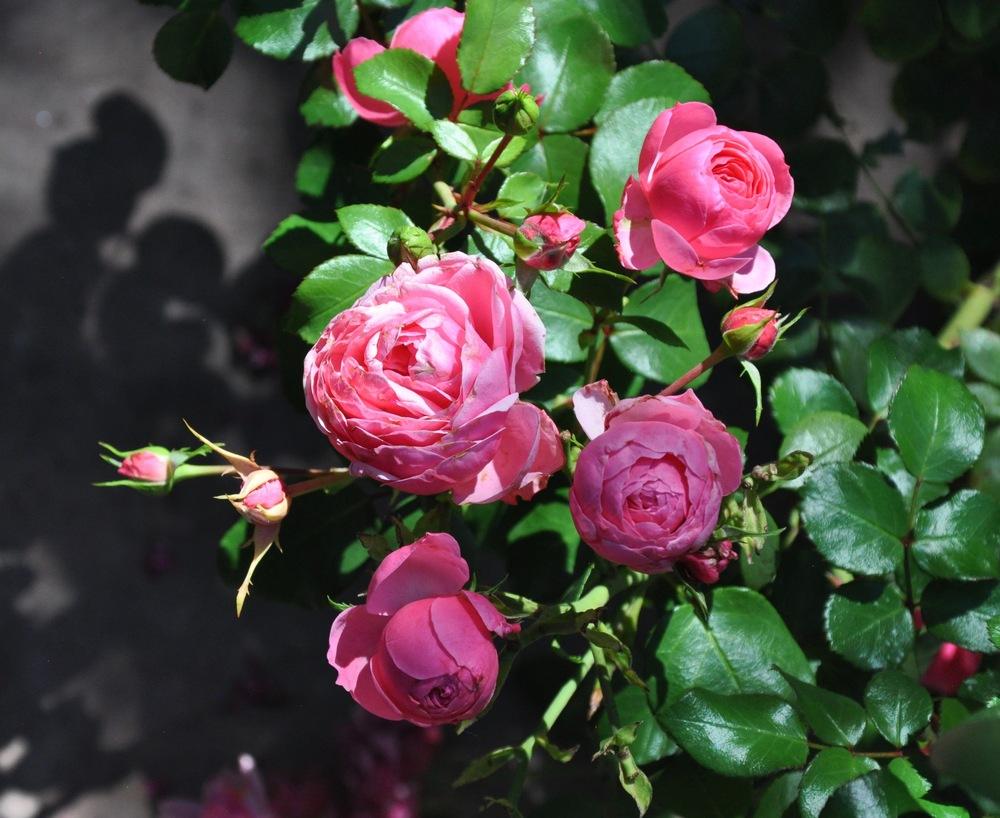 Photo of Rose (Rosa 'Pomponella') uploaded by Steve812