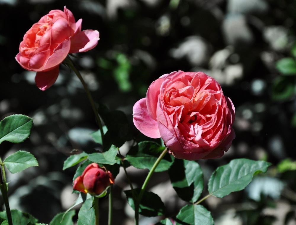 Photo of Rose (Rosa 'Boscobel') uploaded by Steve812