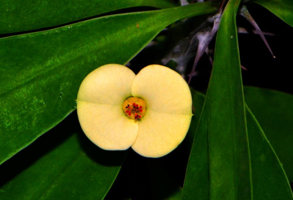 Photo of Crown of Thorns (Euphorbia milii) uploaded by dawiz1753