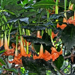 Location: Botanical Gardens of the State of Georgia...Athens, Ga
Date: 2017-08-17
Angel Trumpet Tree 002