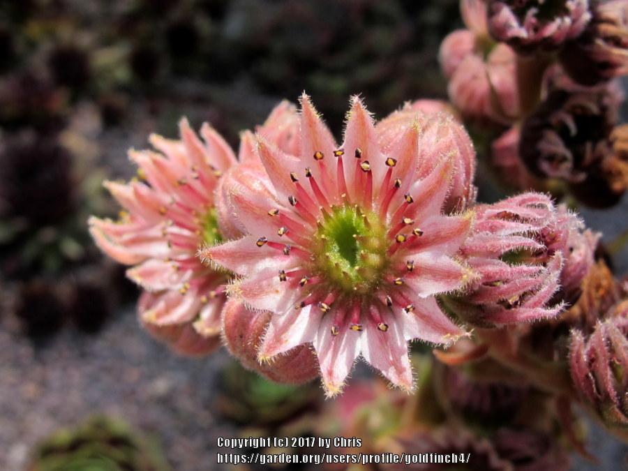 Photo of Hen and Chicks (Sempervivum 'Grunrand') uploaded by goldfinch4