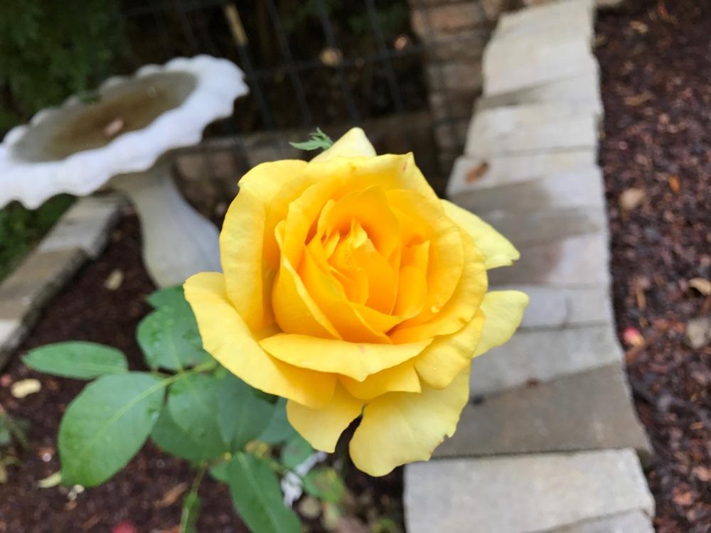Photo of Rose (Rosa 'Gold Medal') uploaded by Eric_C