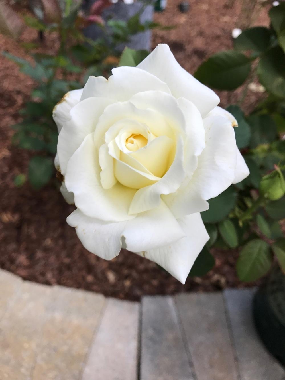 Photo of Rose (Rosa 'Pope John Paul II') uploaded by Eric_C
