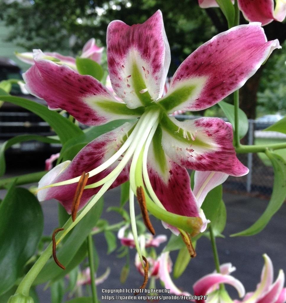 Photo of Lily (Lilium 'Black Beauty') uploaded by Frenchy21